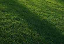 685570bf0d9a0c7314531c42_Serene Green Landscape